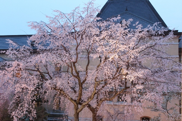 1955-12.4.10北側から　祇園枝垂れ中アップ　薄暮時.jpg